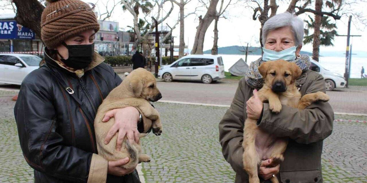 Balıkesir Büyükşehir Belediyesine ait VETBÜS Erdek’ e geldi