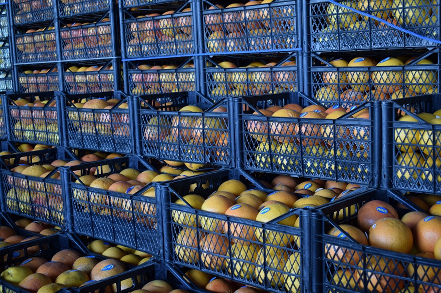 Ukrayna ve  Rusya'ya meyve sebze ihracatı durdu