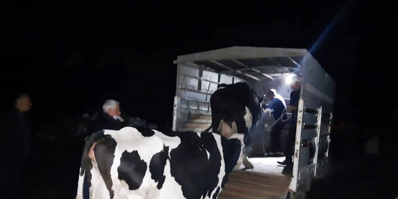 Hayvan hırsızları Kuyucak polisinden kaçamadı