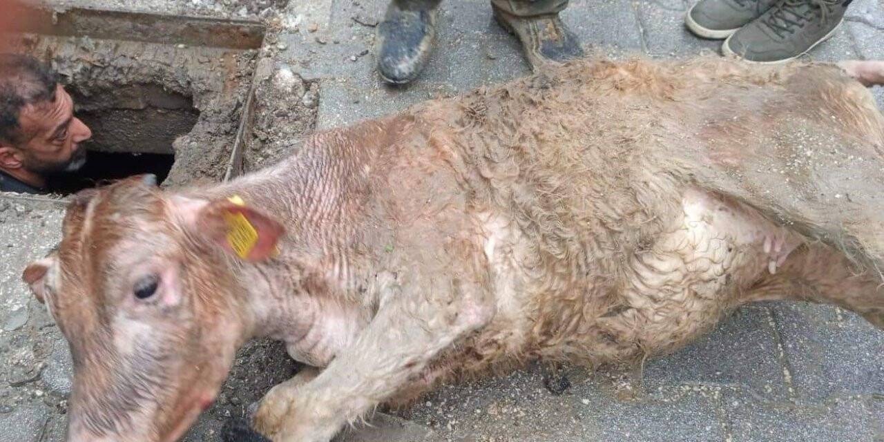 Hatay’da kaçan inek kanalizasyona sıkışmış halde bulundu