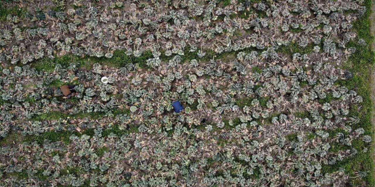 Bu yıl bu sebze eken üreticinin yüzü güldü