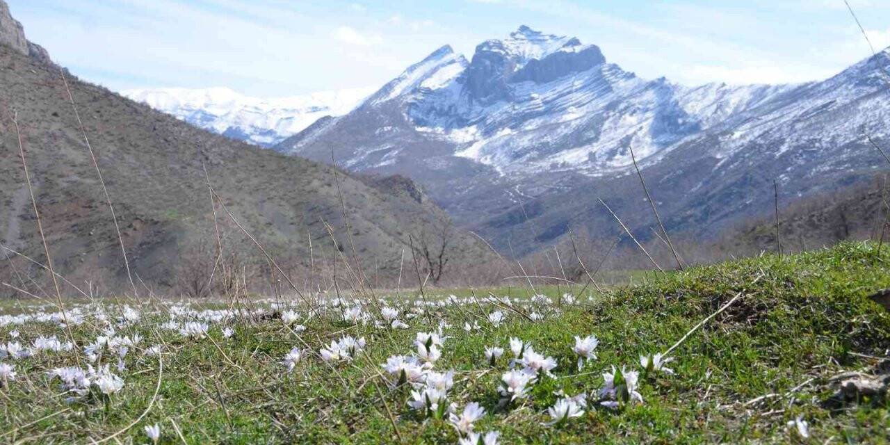 Şırnak dağlarına baharın habercisi kardelenler çiçek açtı
