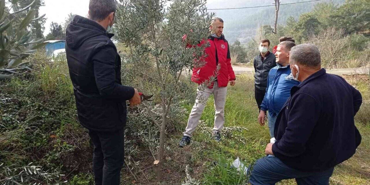 Köyceğiz’de zeytin üreticilerine uygulamalı budama eğitimi verildi