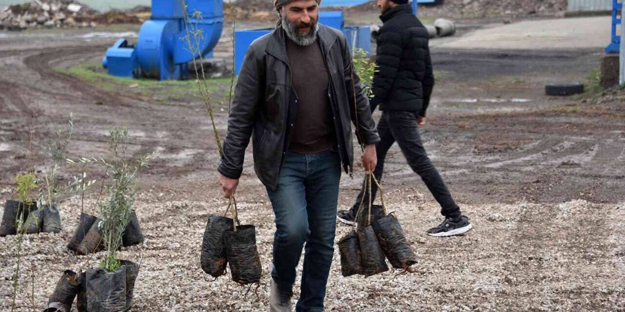 Siverek’te çiftçilere meyve fidanı dağıtıldı