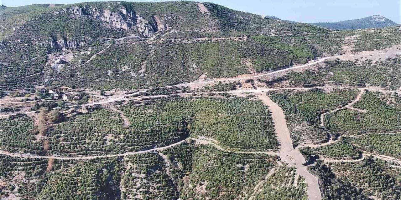 Küle dönen yüzlerce hektarlık orman yeniden canlandı