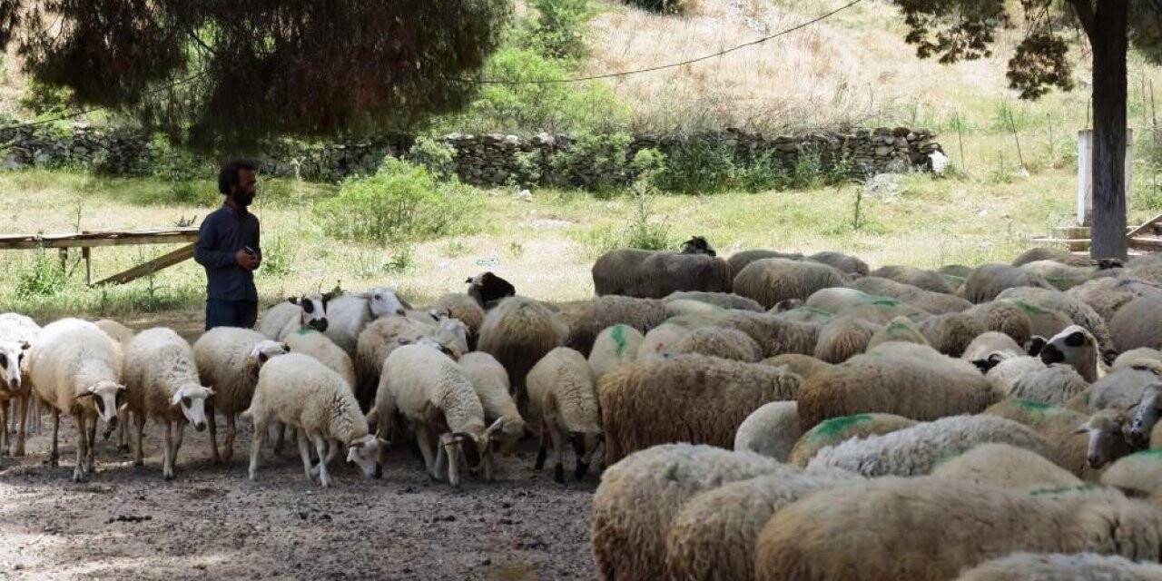 Köşk’te koyun ve keçi desteklemeleri askıya çıktı