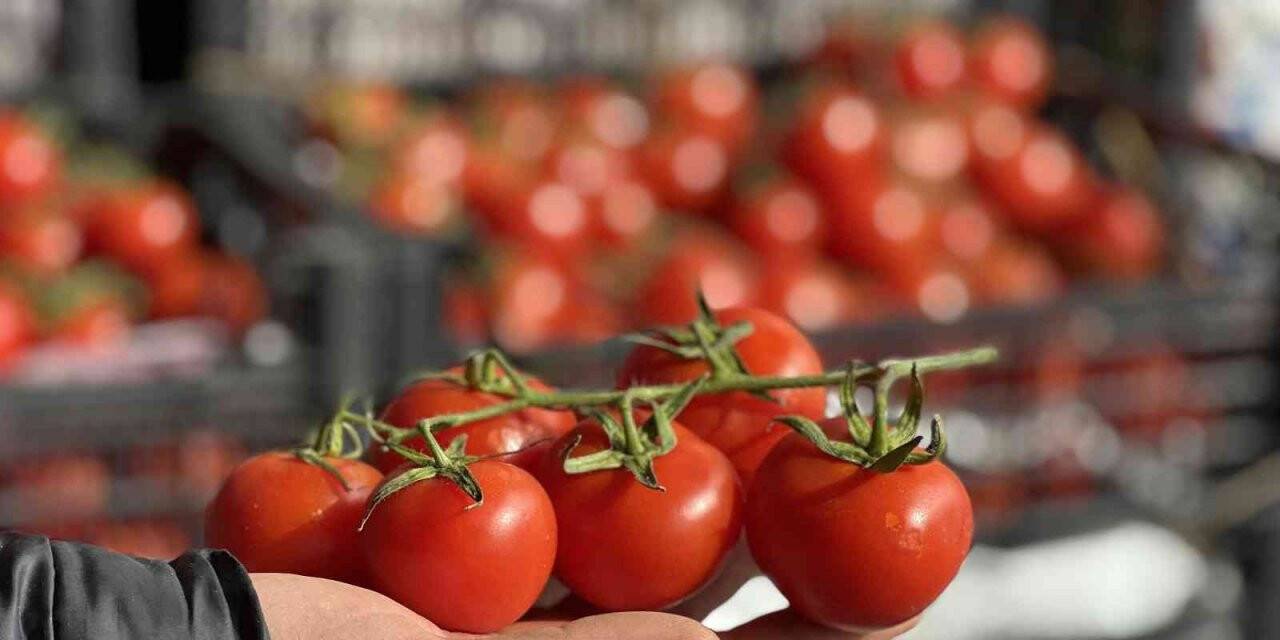 Rusya-Ukrayna savaşı domates ve salatalık fiyatlarını düşürdü