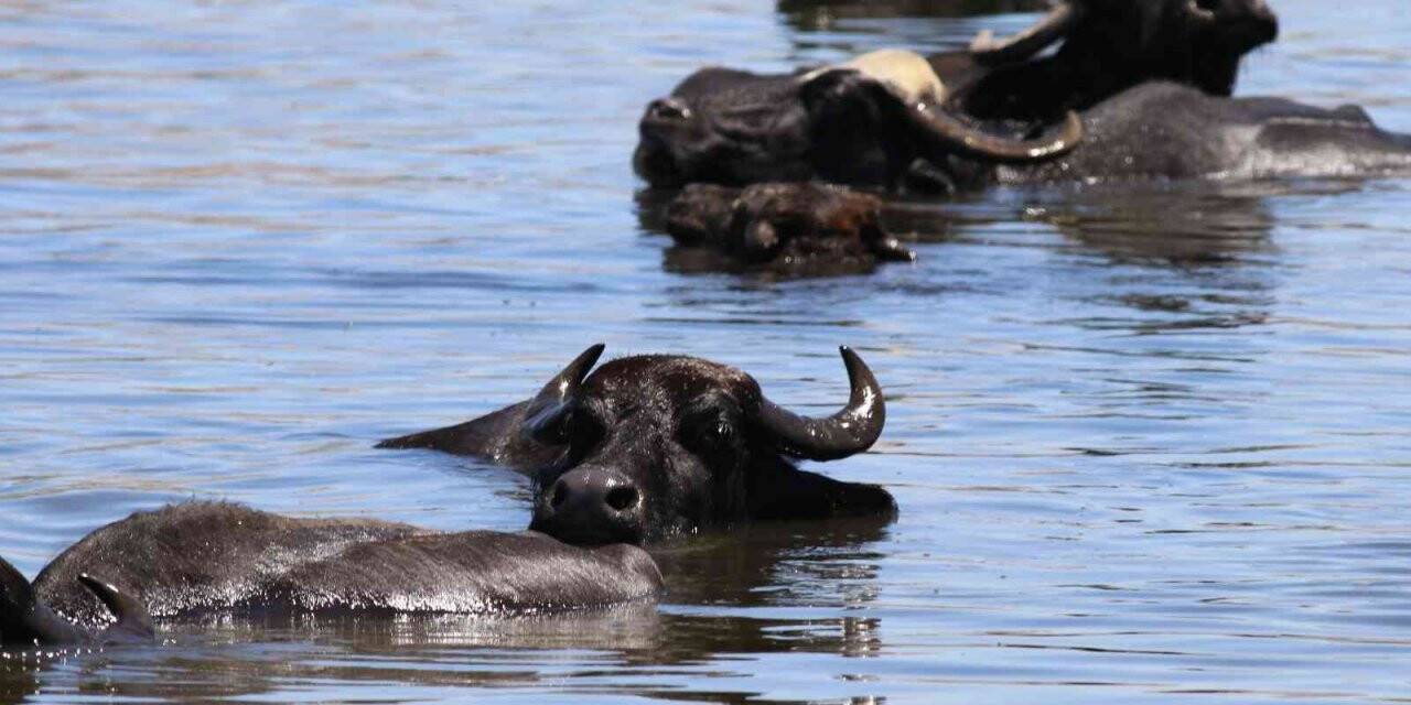 Hürmetçi Sazlığı ziyaretçilerin uğrak noktası olmaya devam ediyor