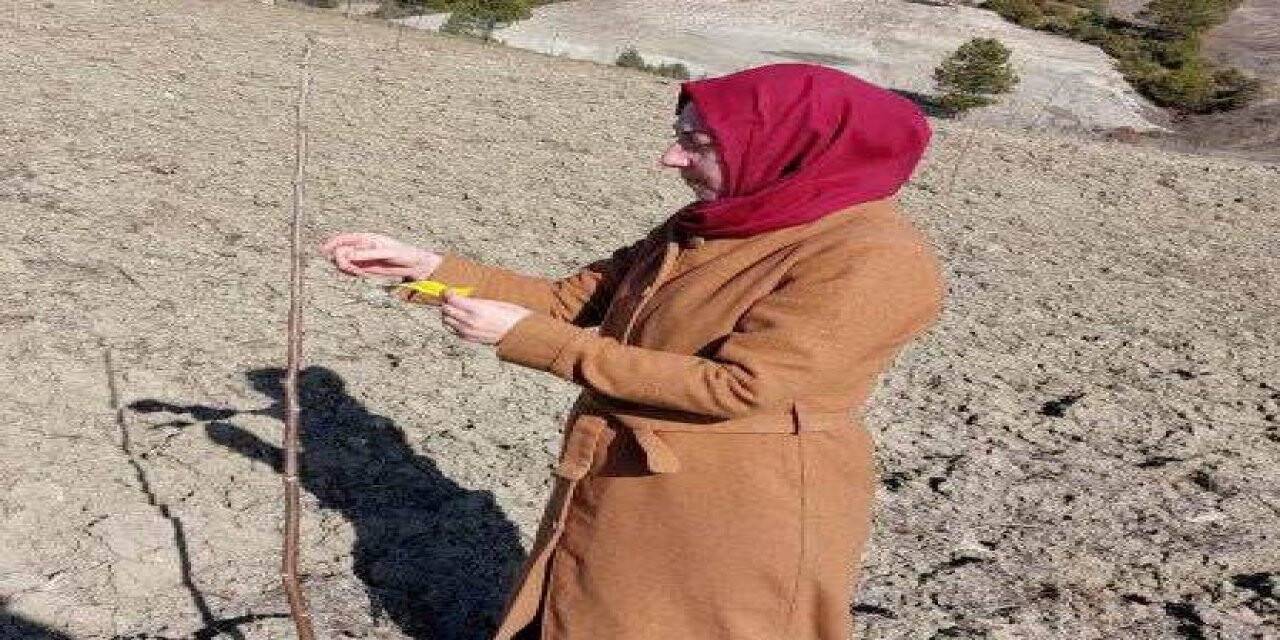 Hisarcık’ta meyve bahçelerinde sertifikalı fidan kontrolleri