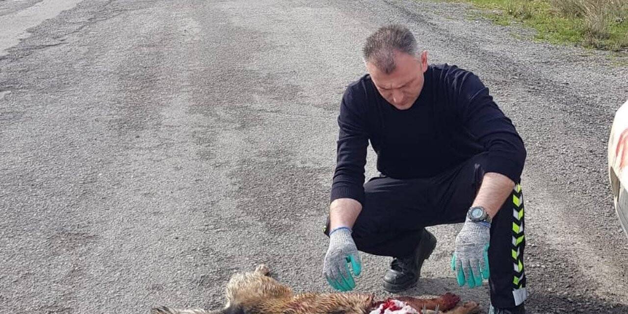 Aracın çarptığı köpeğe devriye gezen trafik ekipleri sahip çıktı