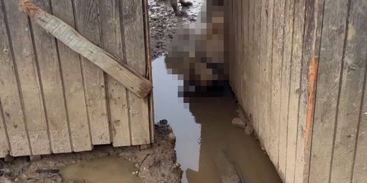 Bolu’da köpekler hayvan barınağında ölüme terkedildi