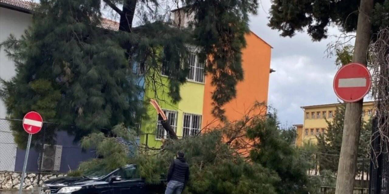 Hatay’da fırtına ağaçları devirdi