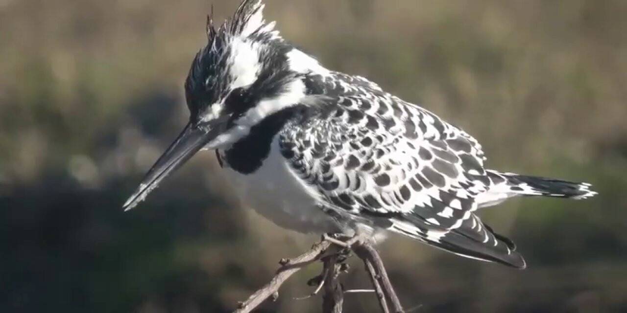 Yaban hayatının belgesellik görüntüleri