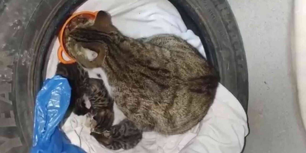 Apartmanda doğum yapan kedi ve yavrulara vatandaşlar sahip çıktı