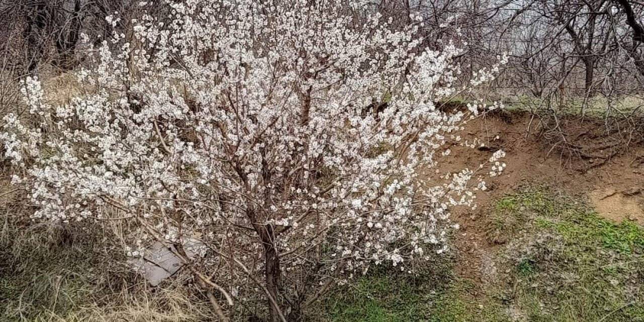 Elazığ’da baharın habercisi bademler çiçek açtı