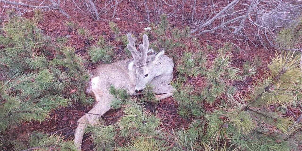 Yaralı karaca tedavi altına alındı