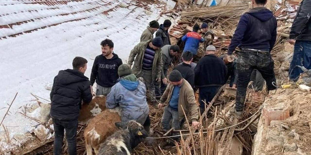 Kütahya’da çöken ahırın altında kalan 15 büyükbaş hayvanı köylüler kurtardı
