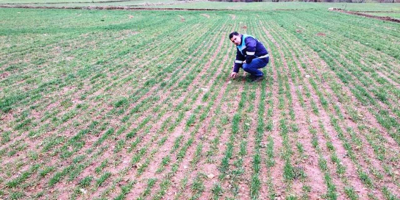 Simav’da ekmeklik buğdayda fenolojik gözlem ile hastalık ve zararlı kontrolleri