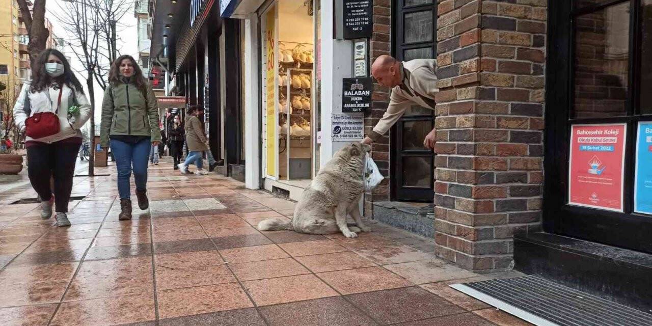 Eskişehir’in sevimli, tembel ve tombul köpekleri