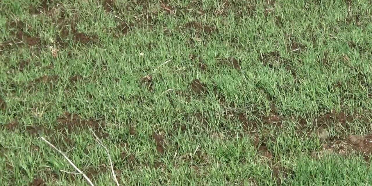 Diyarbakır’da yağışlar yüzde 42 arttı, kuraklık endişesi olan çiftçiye umut oldu