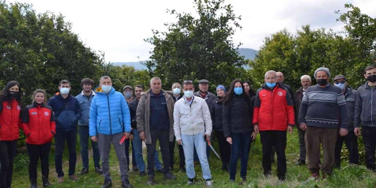 Köyceğiz’de üreticilere turunçgil yetiştiriciliği eğitimi verildi