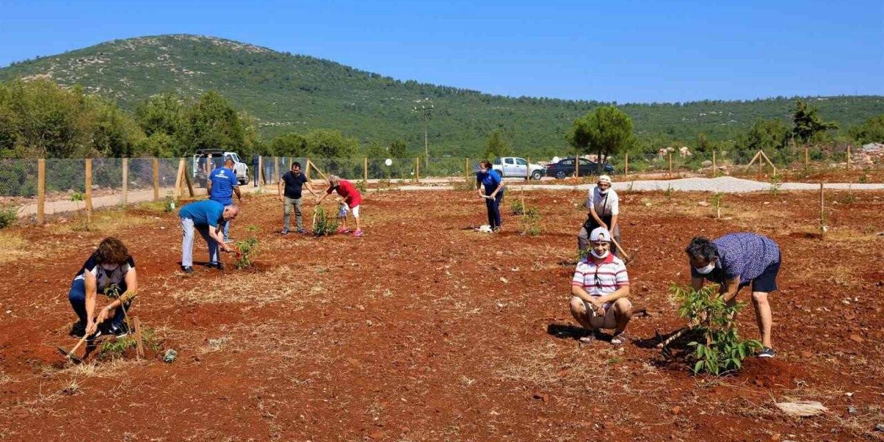 Yaşlı ve engelli vatandaşlar için ceviz bahçesi