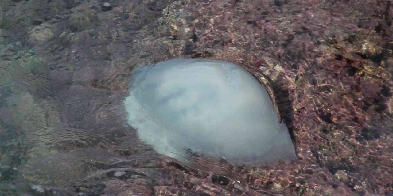 Antalya’da başıboş denizanası istilası