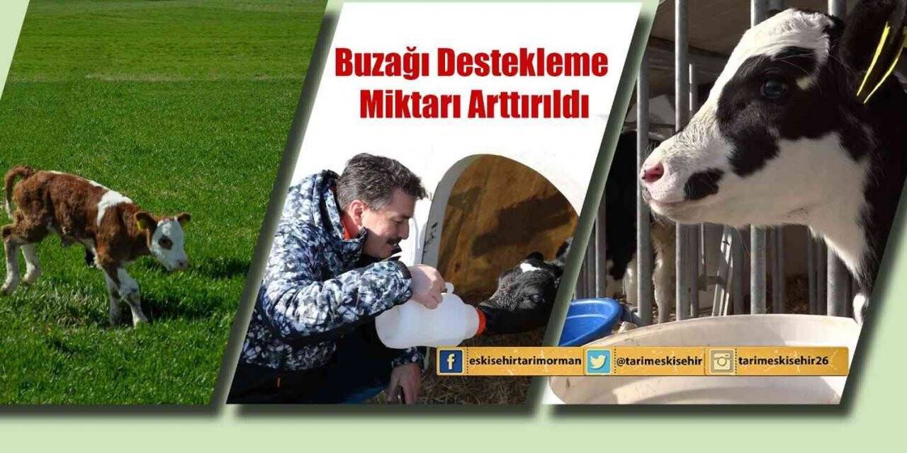 Buzağı destekleme miktarı arttırıldı