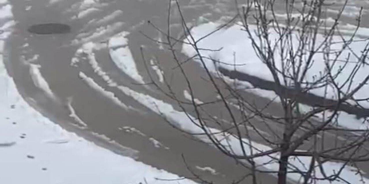 Aç kalan tilki hastane bahçesine girdi