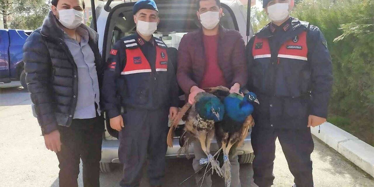 Şaka gibi hırsızlık şebekesi