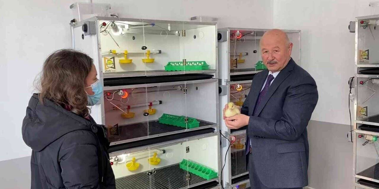 Damızlık kazlardan elde edilen yumurtalar kuluçka makinelerine gönderilmeye başladı