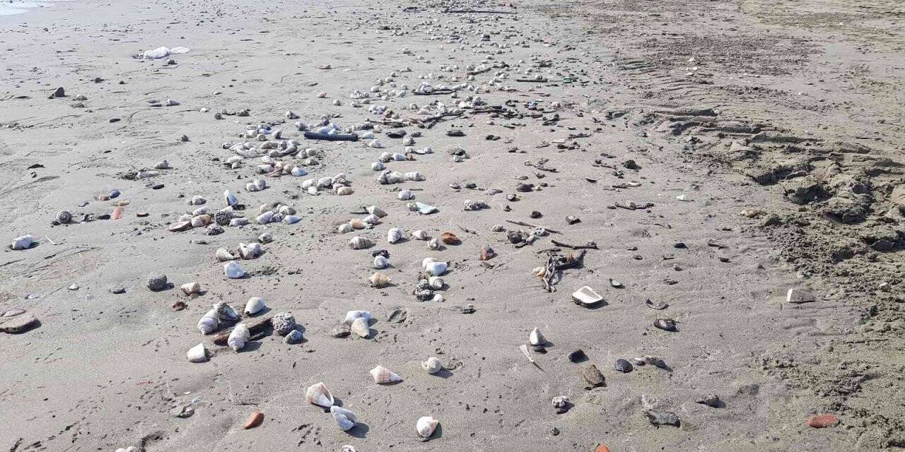 Alanya’da binlerce canlı salyangoz kıyıya vurdu