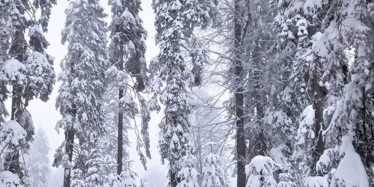 Milletvekili Ayşe Keşir, doğaseverleri Sinekli Yaylasına davet etti
