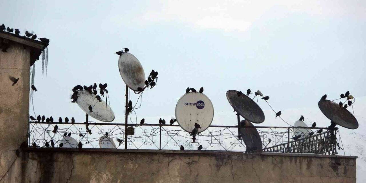 Sığırcık kuşları çatılarda ilginç görüntüler oluşturdu