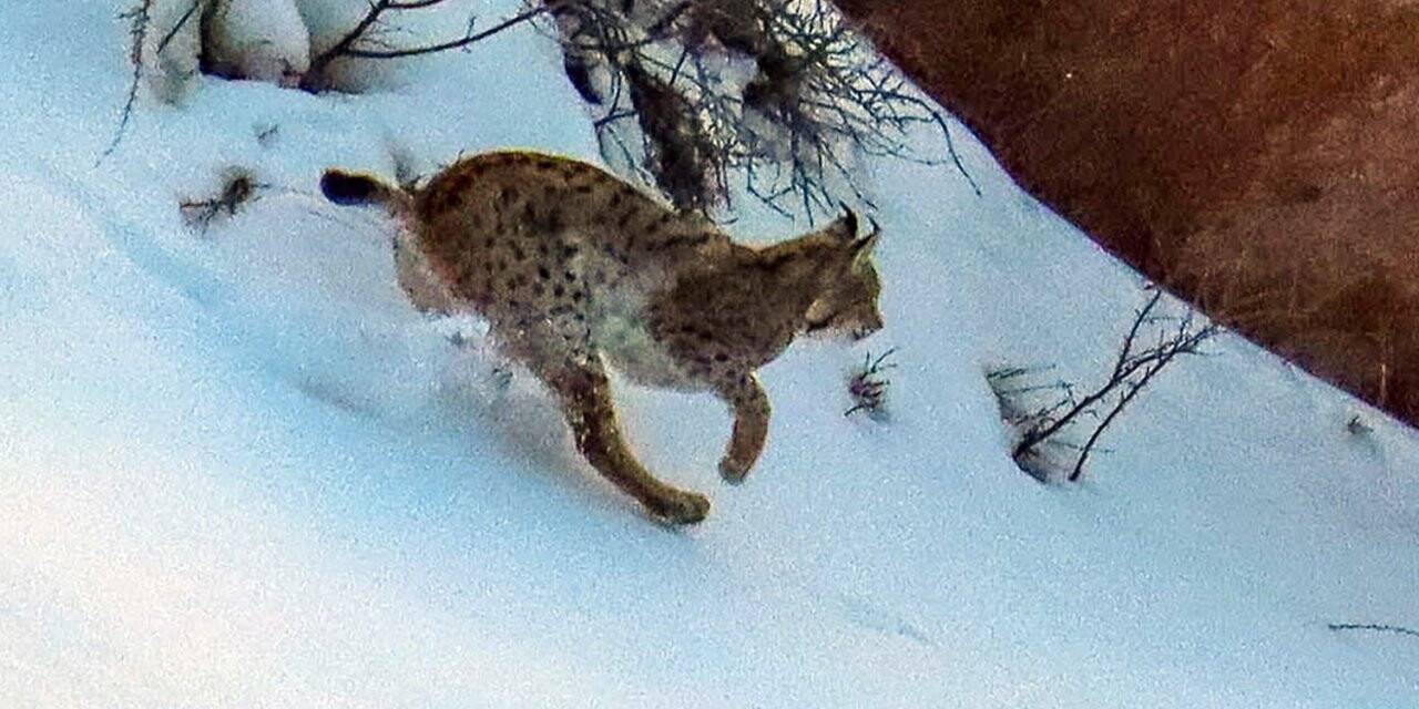 Ormandaki hayalet olarak bilinen vaşakların 3’ünü aynı yerde fotoğraflamayı başardı