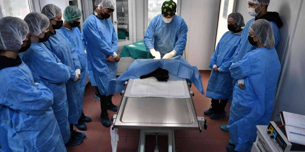 Öğrencilere uygulamalı veterinerlik eğitimi