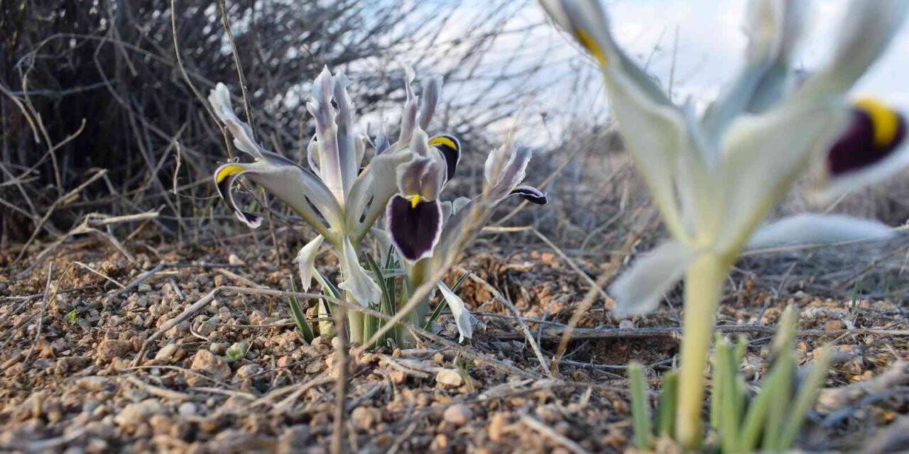Malatya’da Nevruz Çiçekleri açtı