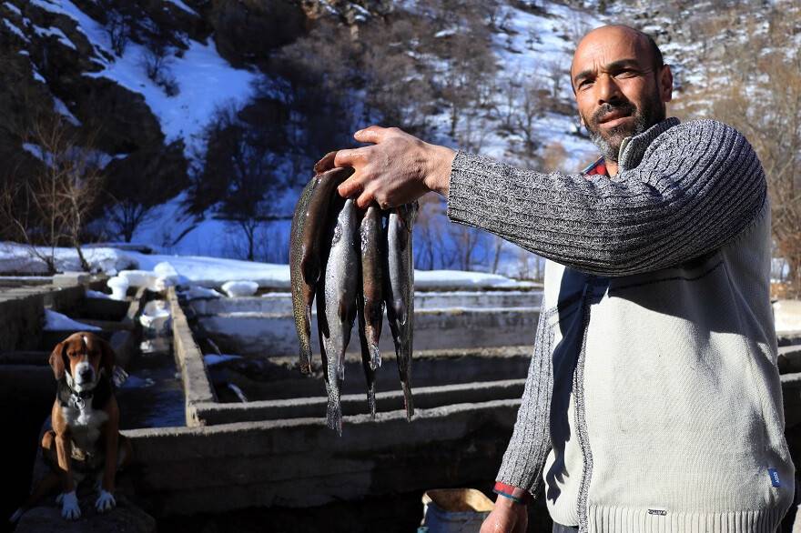 Torosların incisi "Gökkuşağı Alabalığı" lezzetini kar sularından alıyor