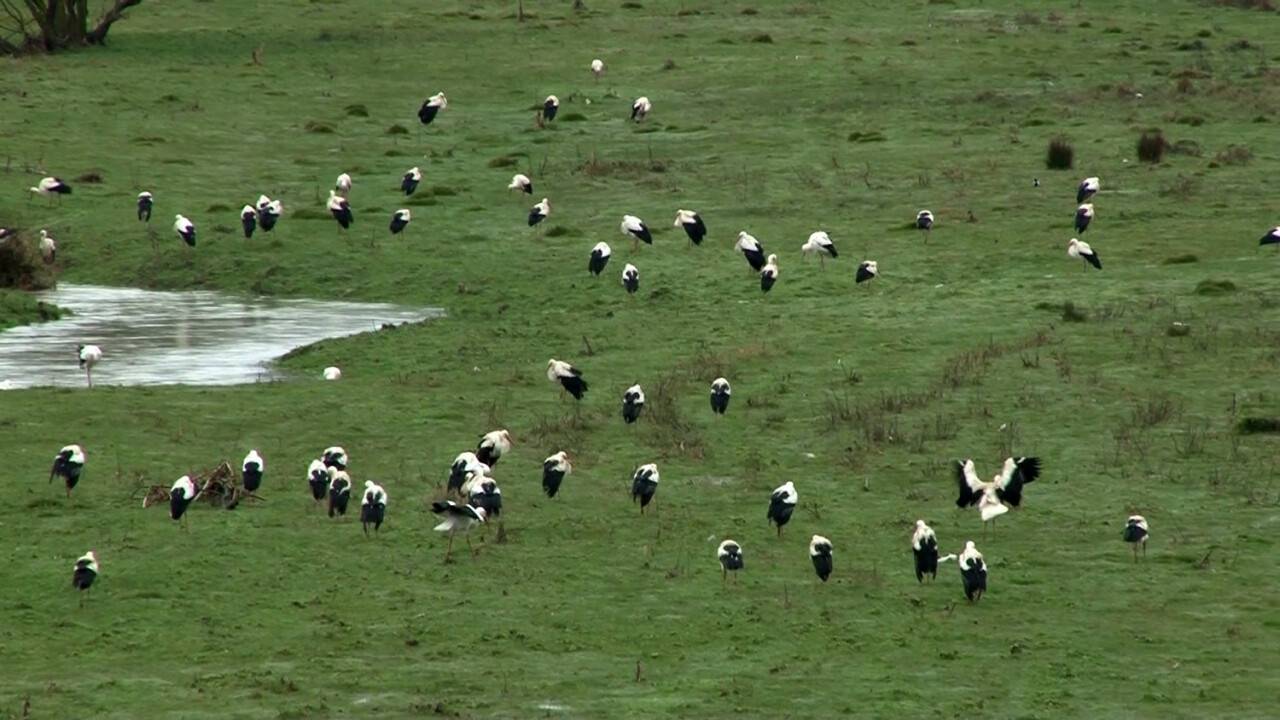 Baharın müjdecisi leylekler İstanbul’da