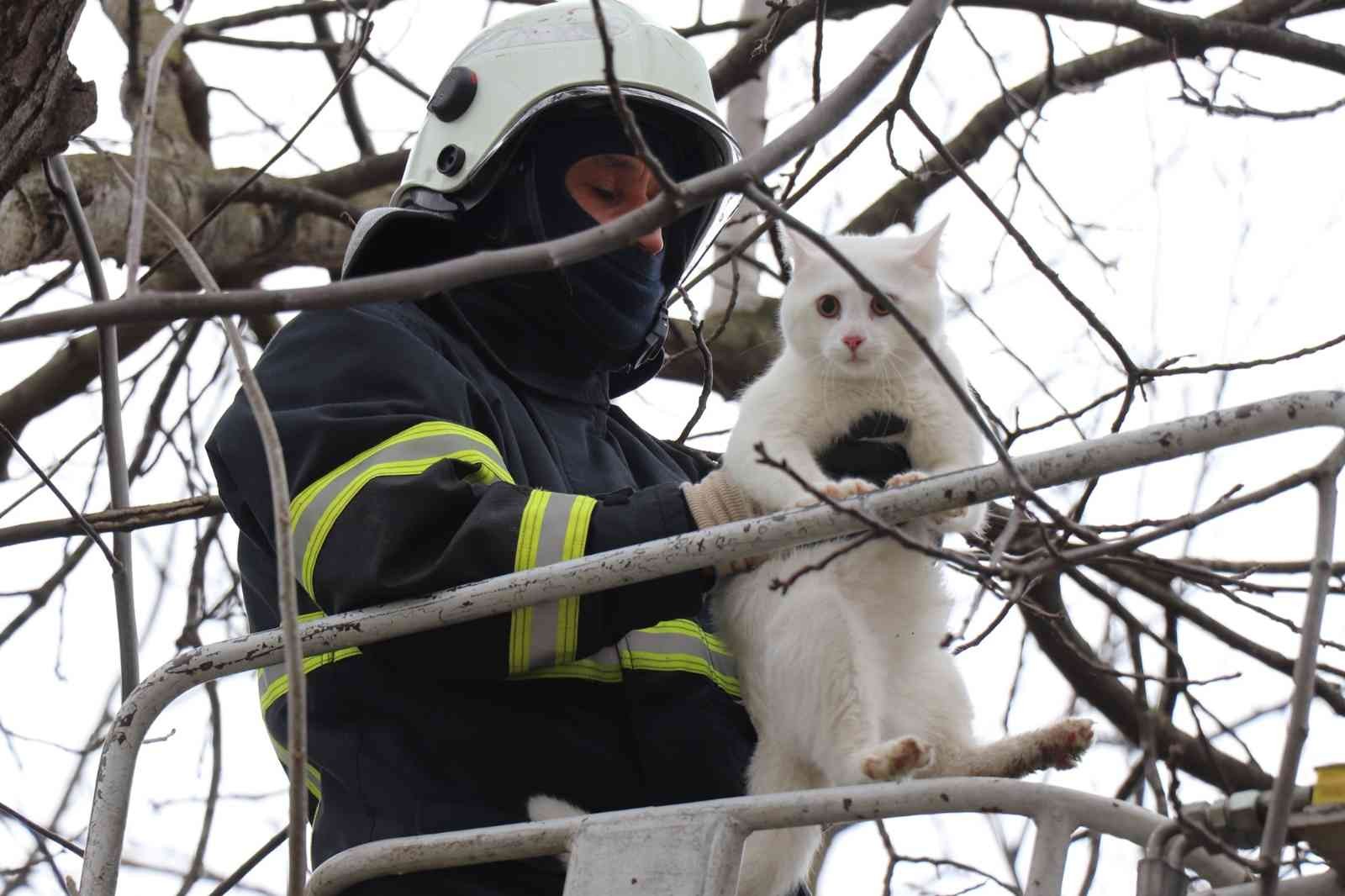 Ağaca çıkıp inemeyen kediyi itfaiye kurtardı