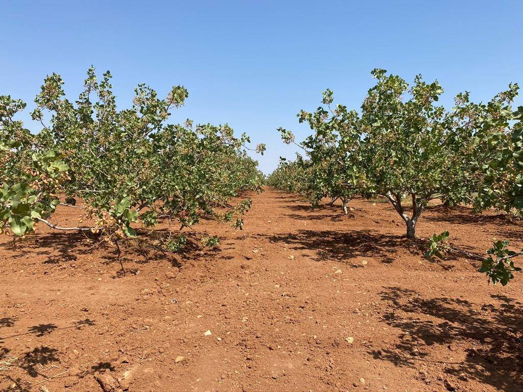 Ceviz ve badem bahçesi yatırımlarına devlet desteği