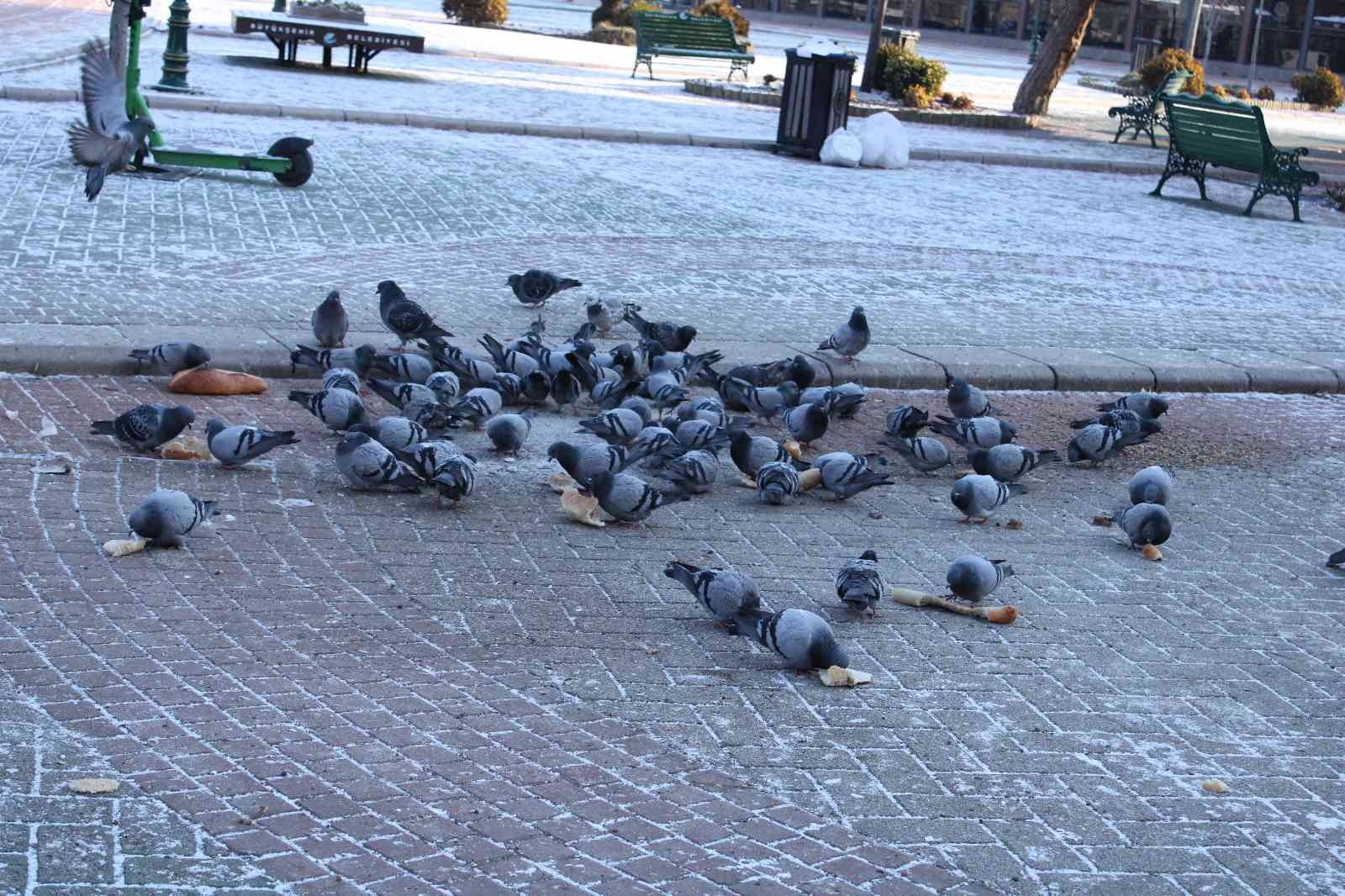 Güvercinlerin beslenme telaşı