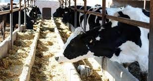 Toplanan inek sütü miktarı yüzde 5,7 azaldı