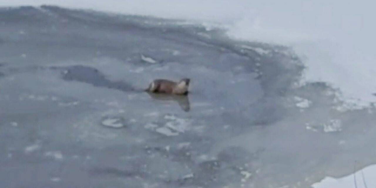 Su Samuru nehirde balık yerken görüntülendi