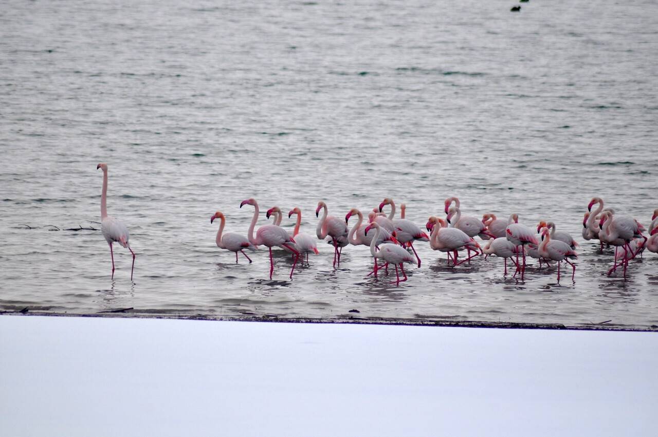 Sulak alanlar donunca İvriz Barajı bu yıl da flamingoları misafir etti