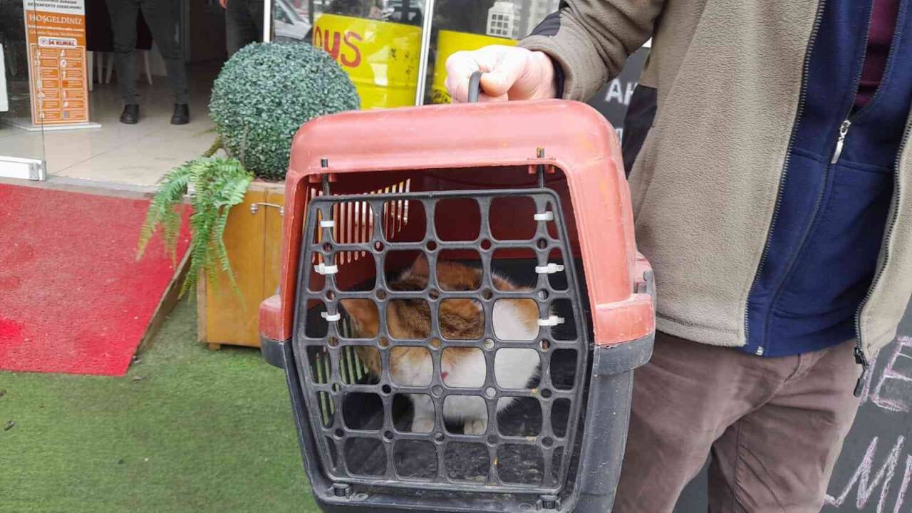 Köpeklerden kaçarken çıktığı ağaçta mahsur kalan kedi kurtarıldı