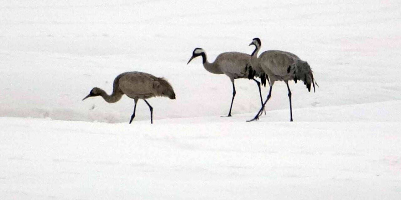 Turnalar 30 yıl aradan sonra Yüksekova’ya yeniden geldi