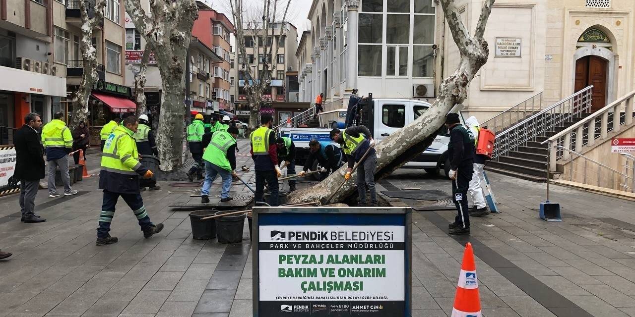 Pendik’te yarım asırlık çınar ağaçlarına baştan aşağı bakım