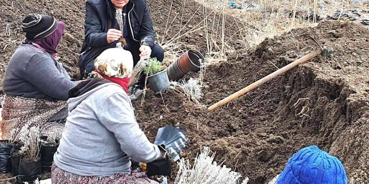 Dinar’da lavanta fidan dikimi başladı