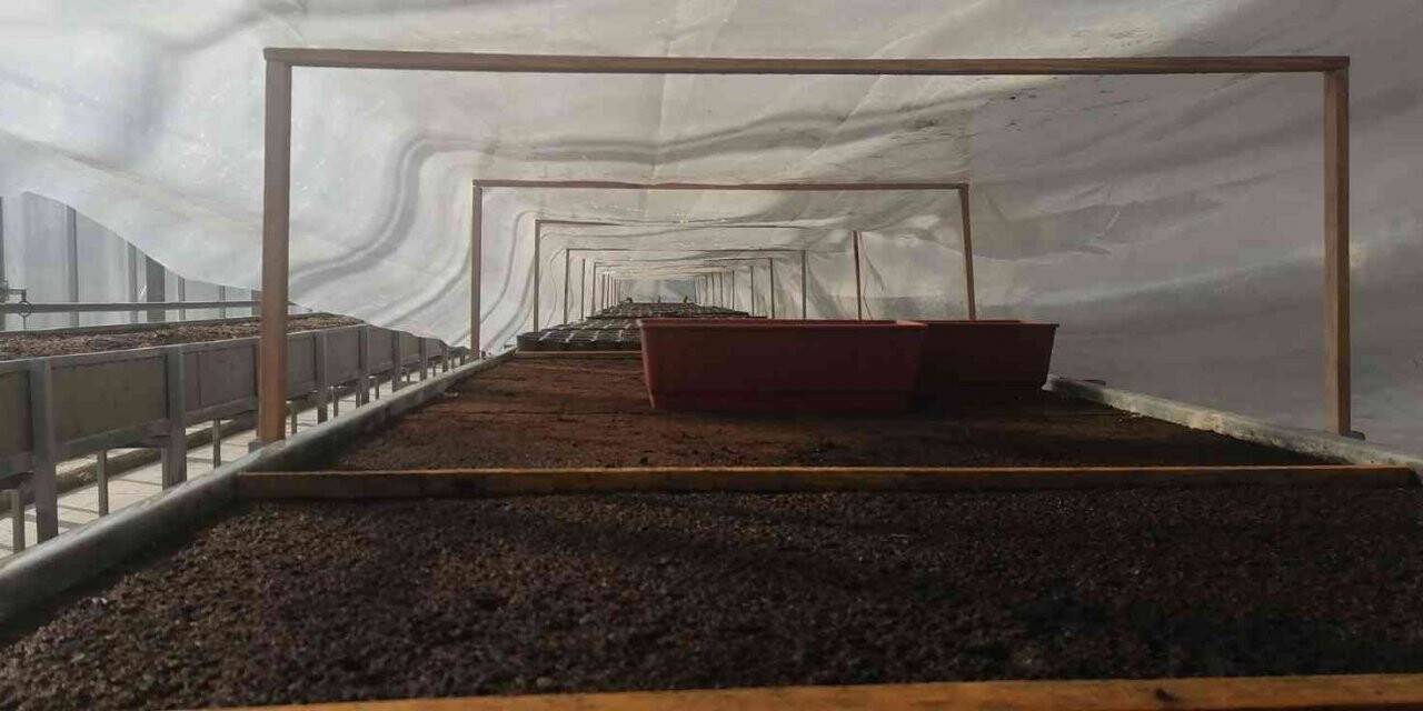 Sincan Belediyesi seralarıyla bahar güzelliği yaşatıyor